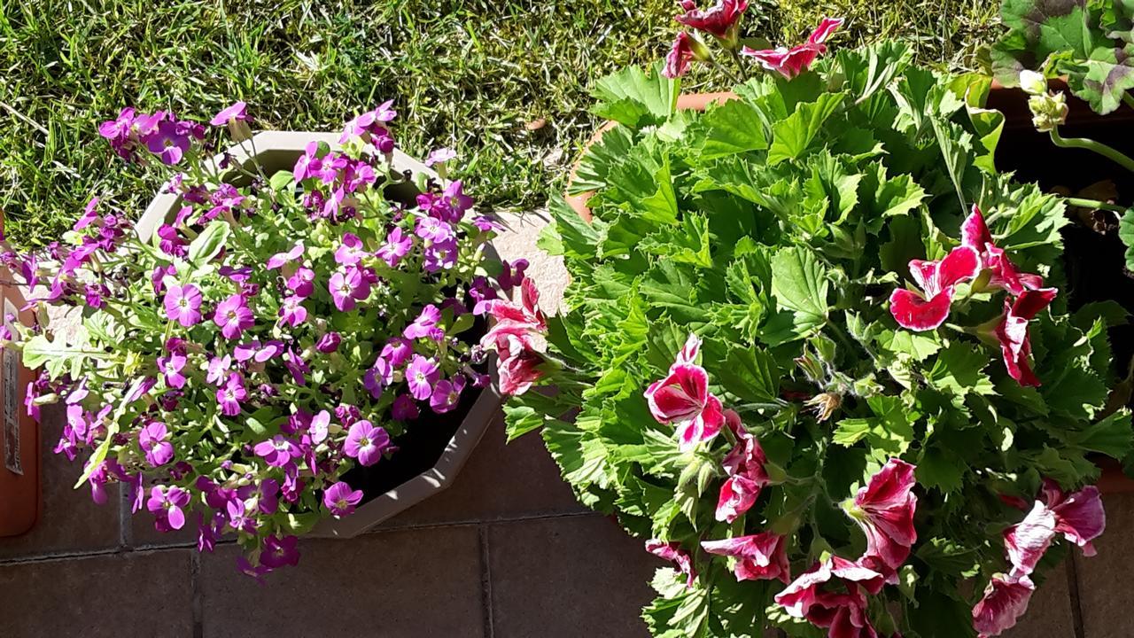 라찌제 Residenza Orchidee 아파트 호텔 외부 사진